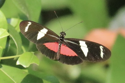 Heliconius ricini