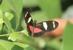 Heliconius ricini