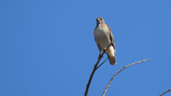 Buteo jamaicensis fuertesi