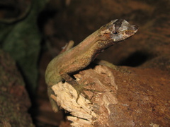 Anolis trachyderma