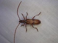 Strongylurus cretifer