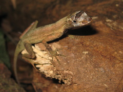 Anolis trachyderma