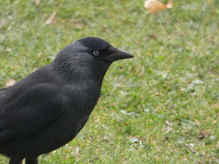 Corvus monedula