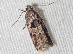 Barea melanodelta