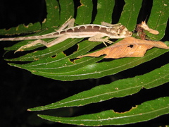 Anolis trachyderma
