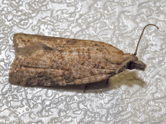 Constrictana constrictana