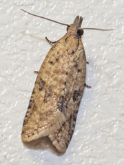 Constrictana constrictana