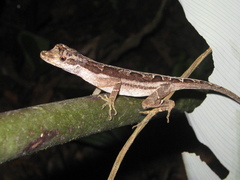 Anolis trachyderma