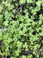 Ranunculus hebecarpus