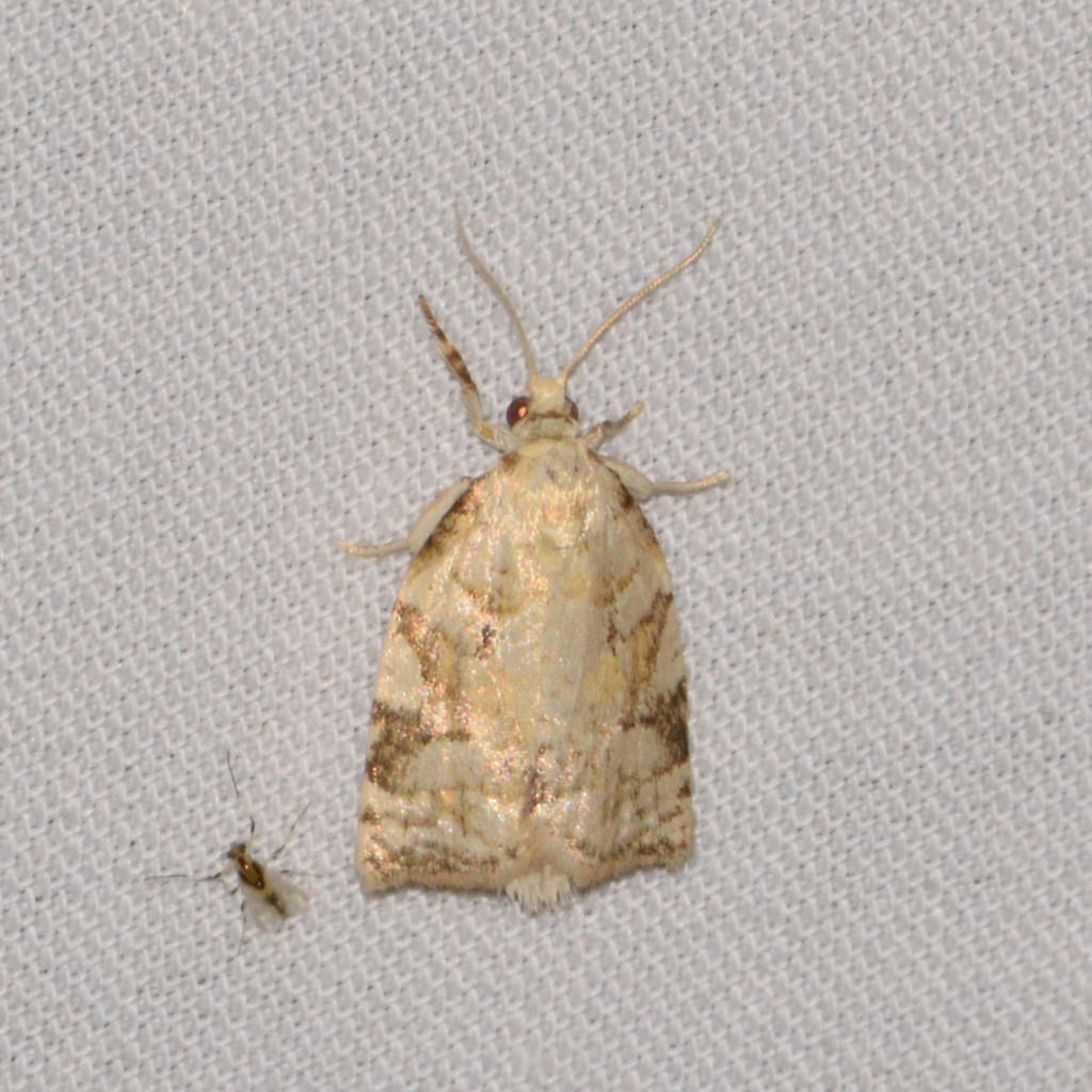 Larger Boxelder Leafroller Moth