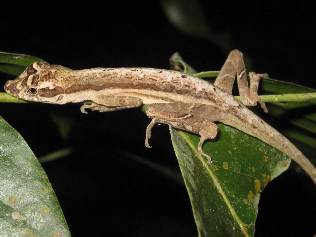 Common Forest Anole