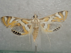 Margarosticha euprepialis