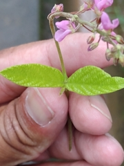 Desmodium incanum