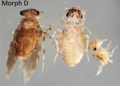 Lepidopsocus maculatus