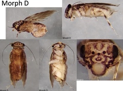 Lepidopsocus maculatus