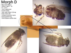 Lepidopsocus maculatus