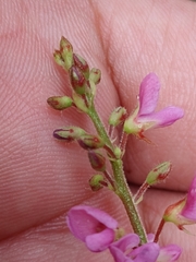 Desmodium incanum