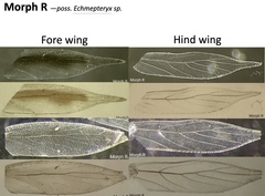 Echmepteryx