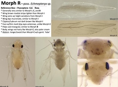 Echmepteryx