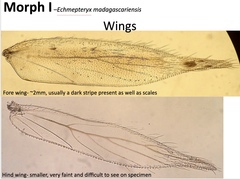Echmepteryx madagascariensis