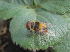 Palpada pusilla