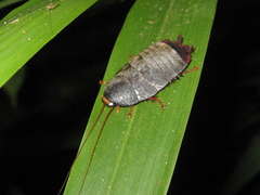 Nyctibora