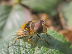Palpada pusilla