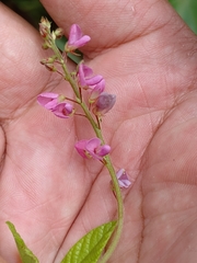 Desmodium incanum