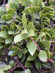 Arctostaphylos hookeri hearstiorum