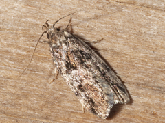 Barea melanodelta