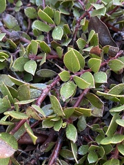Arctostaphylos hookeri hearstiorum