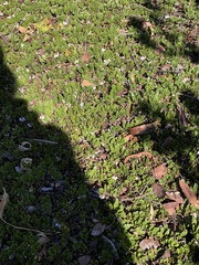Arctostaphylos hookeri hearstiorum