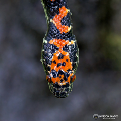 Siphlophis pulcher