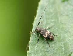 Leiopus linnei