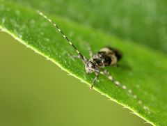 Leiopus linnei