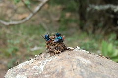 Chrysomya marginalis