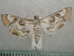 Cataclysta