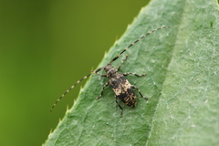 Leiopus linnei