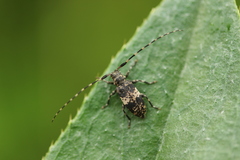 Leiopus linnei