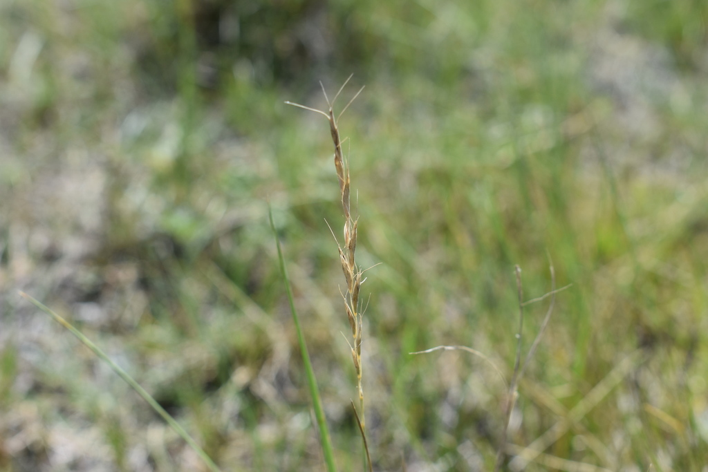 Montana wild rye from Division No. 1, CA-SK, CA on July 29, 2019 at 02: ...