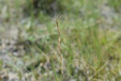 Elymus albicans