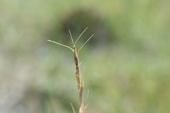 Elymus albicans