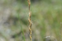 Elymus albicans