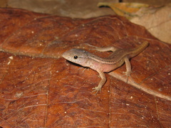 Cercosaura ocellata