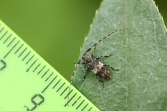 Leiopus linnei