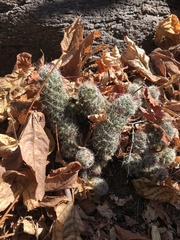 Mammillaria mazatlanensis