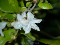 Jacquemontia havanensis