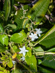 Jacquemontia havanensis