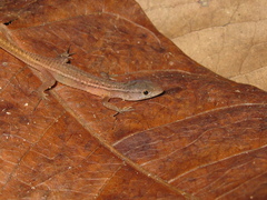 Cercosaura ocellata