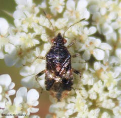 Niesthrea fenestrata